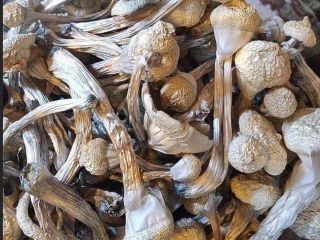 Sprzedam najwyższej jakości grzyby zarówno suche jak i świeże.