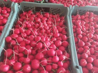 Sprzedam duże ilości rzodkiewki tunelowej pakowana pod klienta.