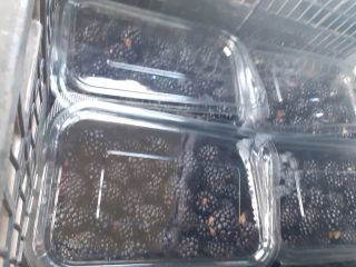 Blackberry thonfree bio bezpośrednio od producenta
