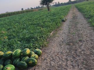 Sprzedam hurtowo mirsini i karistan więcej szczegółów pod numerem