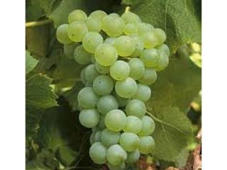 Sprzedam winogrona na wino. W sprzedaży następujące odmiany: rieslig