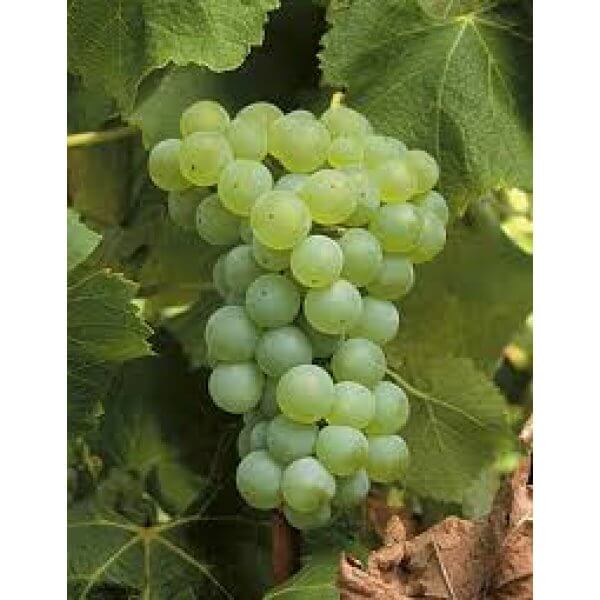 Sprzedam winogrona na wino