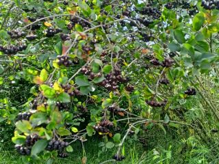 Jak na Tę chwilę Aronia Piękności... Zbiór Ręczny po
