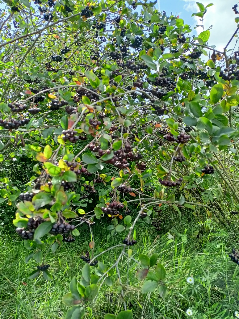 Jak na Tę chwilę Aronia Piękności..