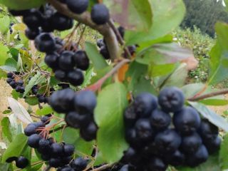 Ogłoszenie tylko dla klientów zamawiających powyżej 5 ton. Posiadam