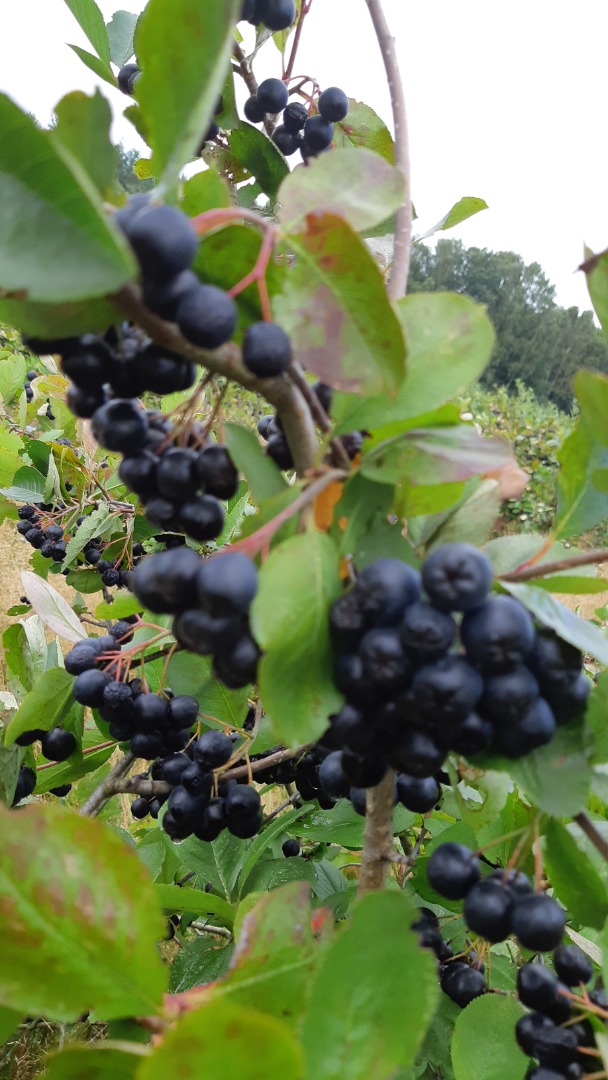 Ogłoszenie tylko dla klientów zamawiających powyżej 5 ton