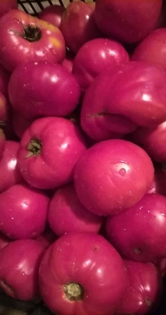 Sprzedam pomidory ogrodnicze naturalnie uprawiane
