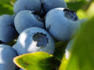 Codziennie świeża borówka Certyfikat GlobalGap Pakowane w plastikowe skrzynki
