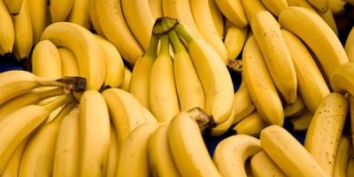 Nazwa produktu Fresh Cavendish Banana Duży Rozmiar Z Turcji Pochodzenie Republika Południowej Afryki Przetwarzanie Świeże Wilgotność - Wiek zbioru 70% Rozmiar