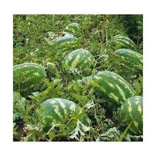 Bio arbuzy!!! ŻADNYCH chemikaliów!!! Cena do negocjacji!!! Melony uprawia się naturalnie, bez chemii, nie kapie