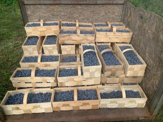 Sprzedam 500 kg borówki amerykańskiej kaliber 12 plus w