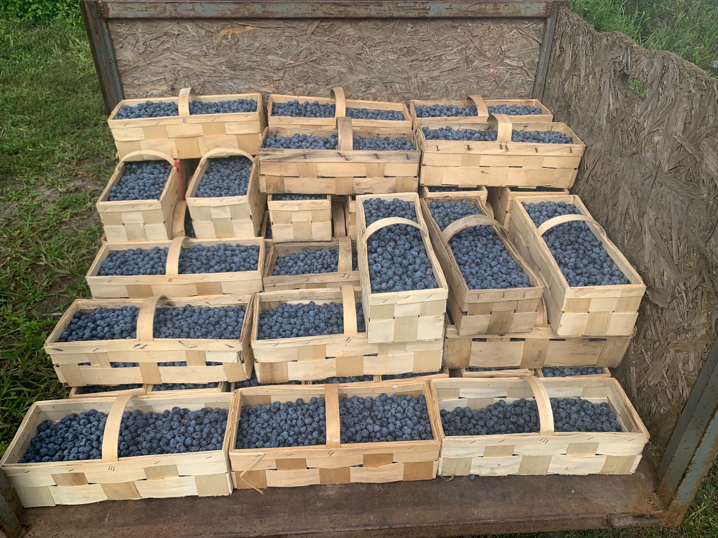 Sprzedam 500 kg borówki amerykańskiej kaliber 12 plus w luzie