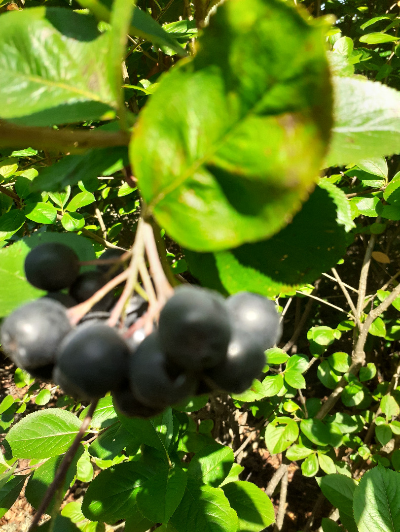 Aronia (zrywana ręcznie) uprawiana ekologicznie - sprzedam Dzień dobry, sprzedam - zrywaną w sposób ręczny - aronię