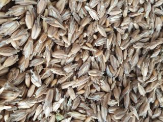 Orkisz z certyfikatem ekologicznym Agro Bio Testu. Zbiór 2021.