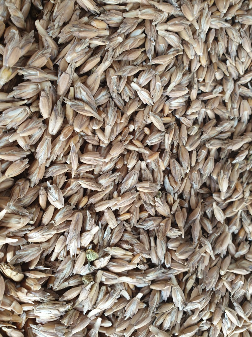 Orkisz z certyfikatem ekologicznym Agro Bio Testu