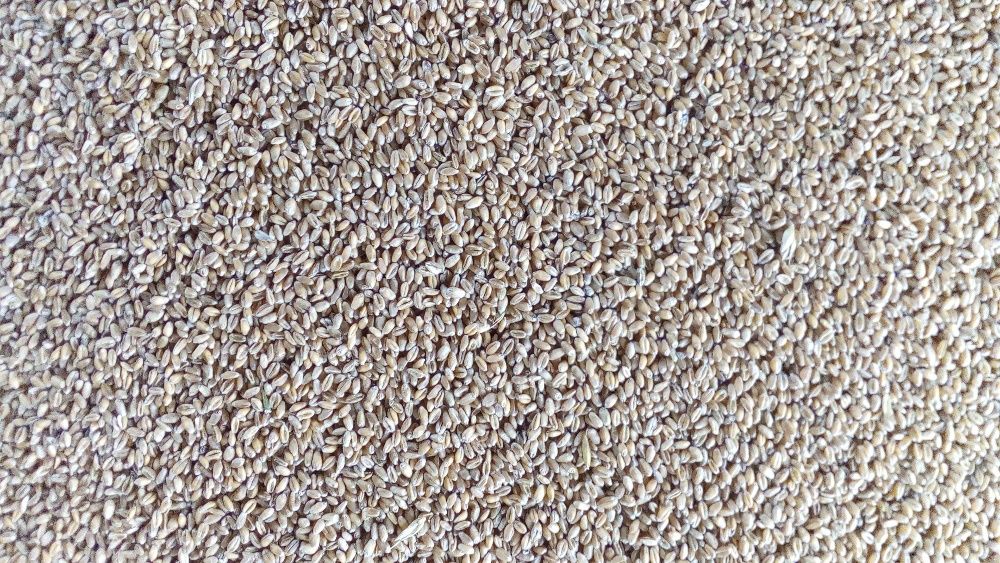 Sprzedam ekologiczna pszenice jara z certyfikatem Agro-Bio-Testu