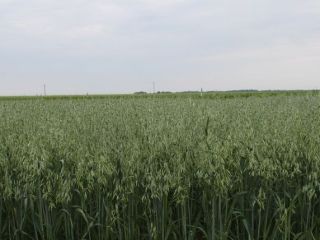 Owies z certyfikatem ekologicznym Agro Bio Testu. Odmiana "ARDEN