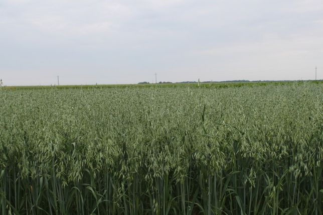 Owies z certyfikatem ekologicznym Agro Bio Testu