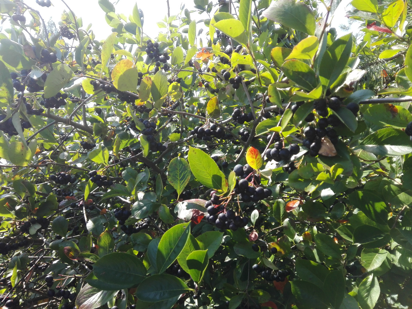 Sprzedam aronię rwana ręcznie zbiór koło 15 sierpnia zachęcam do kupna cena za kg 4 zł możliwość wysyłki.Aronia rośnie kolo lasu,nigdy nie była pryskana ani
