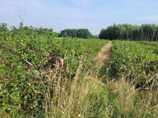 Sprzedam aronię - owoc świeży plantacja ekologiczna z certyfikatem