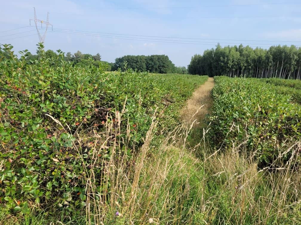 Sprzedam aronię - owoc świeży plantacja ekologiczna z certyfikatem o pow