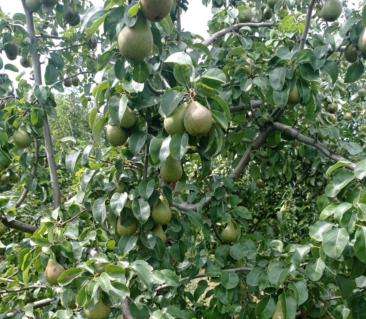 Mamy do zrobienia Śliwkę
