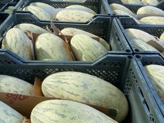 Drodzy klienci , mam do zaoferowania słodki melon miodowy