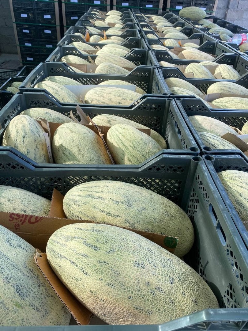 Drodzy klienci , mam do zaoferowania słodki melon miodowy o nazwie Tarpeda w niskich cenach