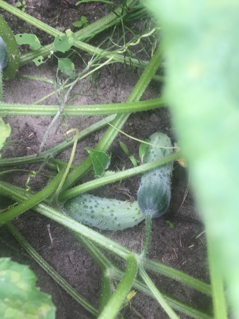 Ogórek gruntowy Octopus prosto z plantacji Cena do uzgodnienia przy większej ilości