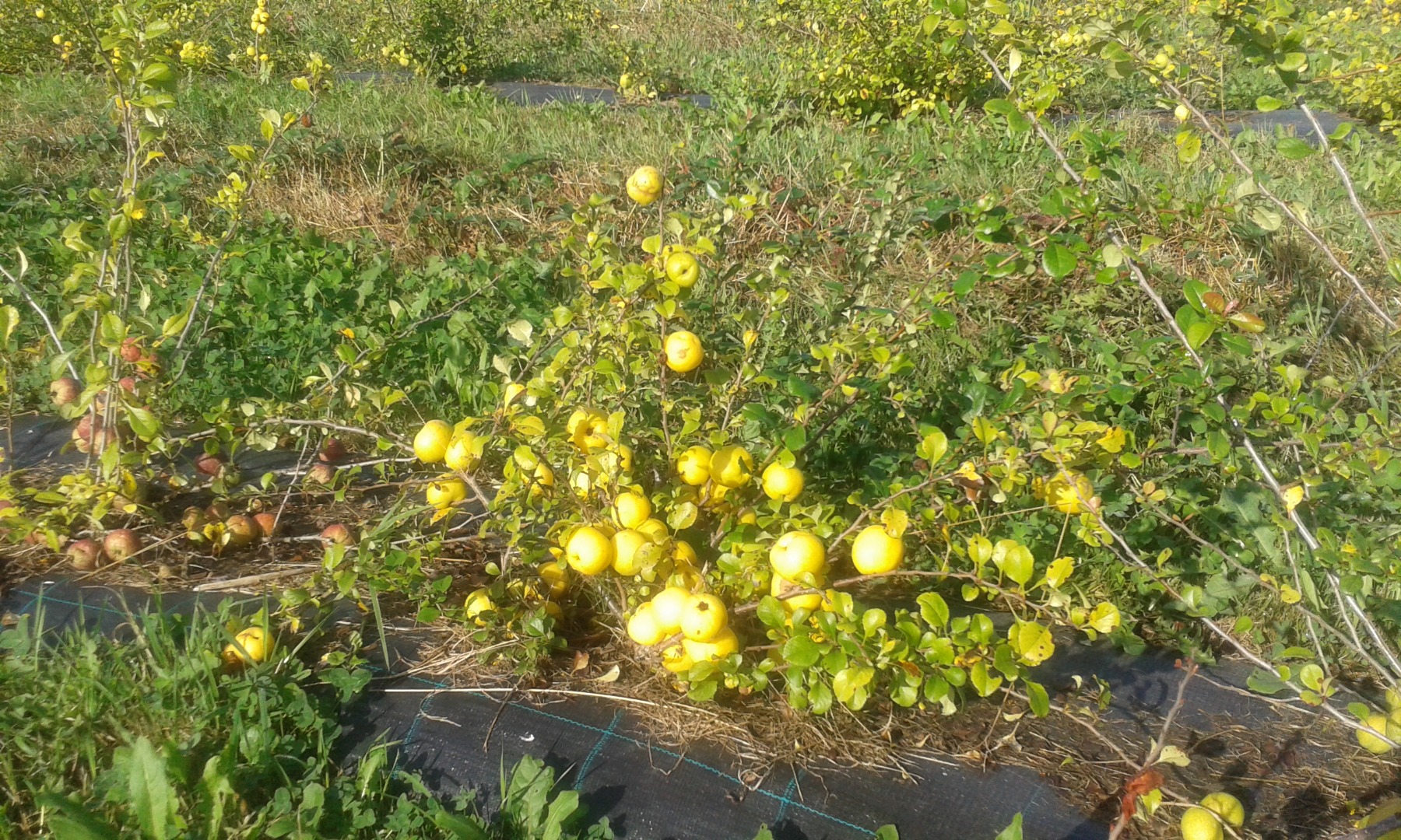 Rolnicy z Łotwy sprzedają ekologiczną świeżą i mrożoną japońską pigwę (chaenomele japonica) oraz produkty z pigwy - sok, kandyzowane suszone kawałki pigwy