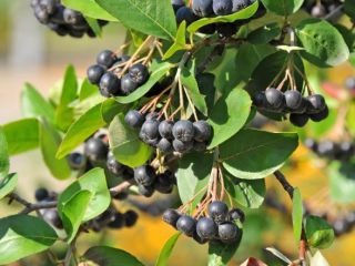 Aronia ekologiczna, ręcznie zrywana - owoce. Idealna na soki