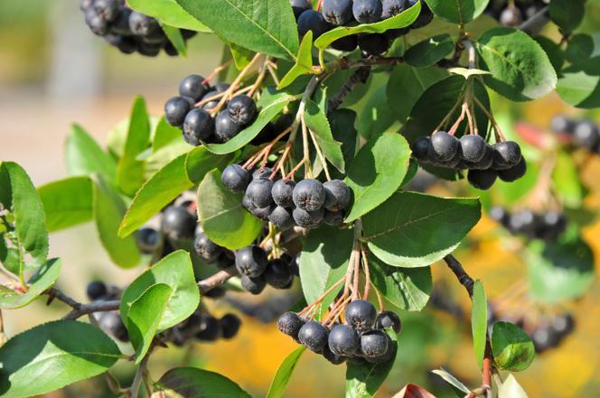 Aronia ekologiczna, ręcznie zrywana - owoce
