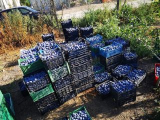 Oferujemy śliwki do posiłków i tuiki! Śliwki sprzedawane są