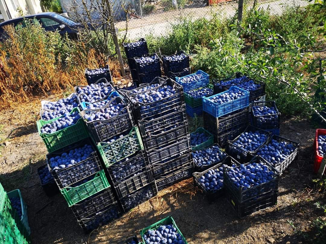 Oferam prune pentru masa si pentru tuica! Prune se vand din livada