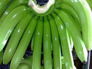 Dostawa Fresh Green Cavendish Banana 456, 789 palców na