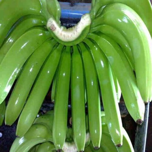 Dostawa Fresh Green Cavendish Banana 456, 789 palców na rękę MOQ 1 x 40 stóp cd Zapas 50 x 40 stóp cd