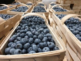 Sprzedam borówkę odmiany Bluecrop i Nelson w łubiankach po