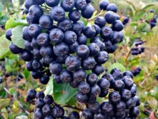 Sprzedam ręcznie zbierana ekologiczna aronie naturalna minimum 100kg po