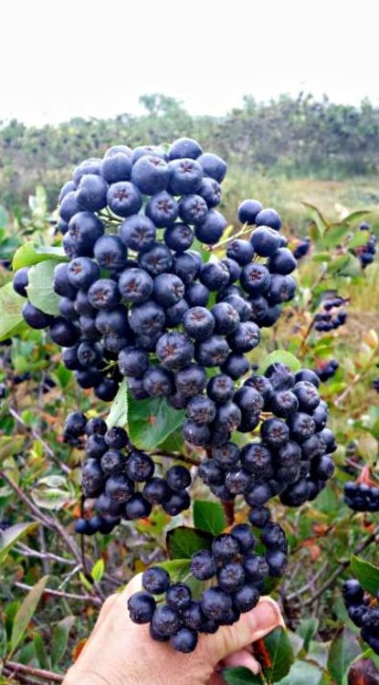 Sprzedam ręcznie zbierana ekologiczna aronie naturalna minimum 100kg po 2zl za kg