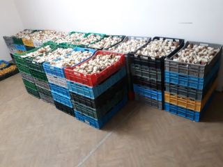 Sprzedam grzyby: borowiki, kurki, podgrzybki i inne. Codziennie świeży