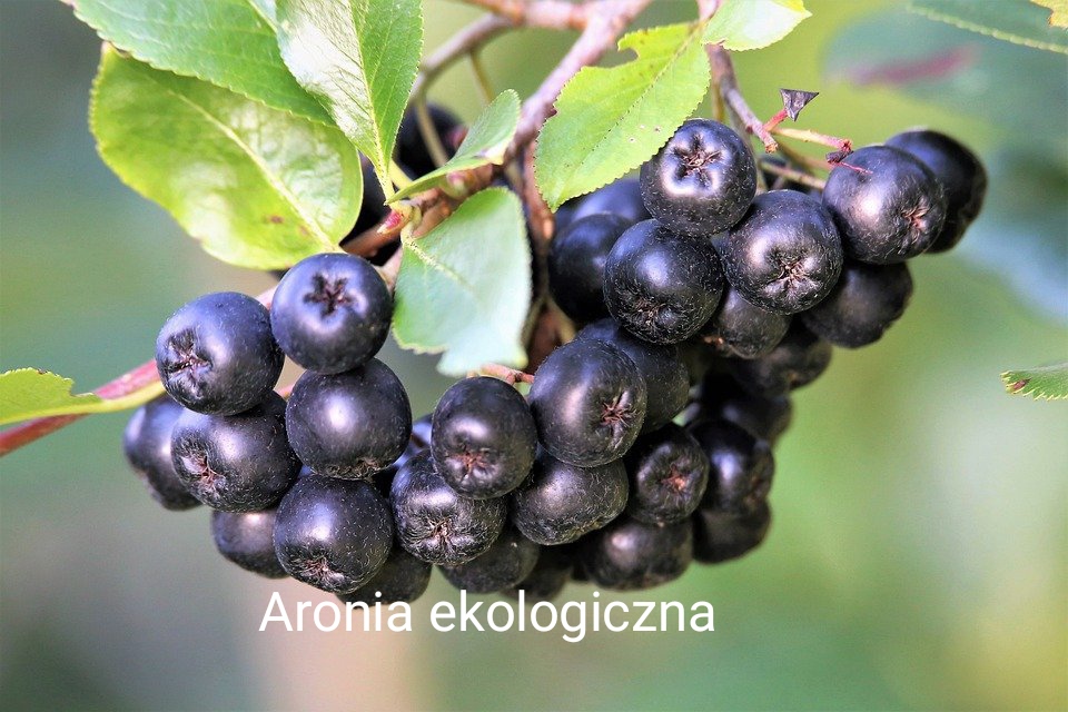 Rodzinne gospodarstwo ekologiczne na lubelszczyźnie prowadzi sprzedaż następujących roduktów: porzeczka czerwona, aronia czarnoowocowa i malina