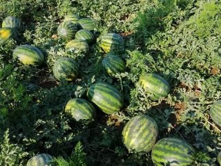Panie i Panowie! Jesteśmy małą firmą rodzinną na Węgrzech.