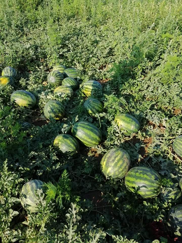 Panie i Panowie! Jesteśmy małą firmą rodzinną na Węgrzech