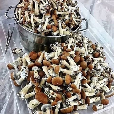 Nasza najlepsza oferta na regularne dostawy pieczarek klasy A, poniżej przedstawiamy naszą wycenę