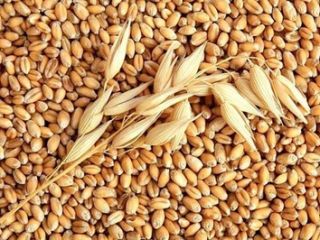 Średnia cena za żółtą kukurydzę od 233 Euro i