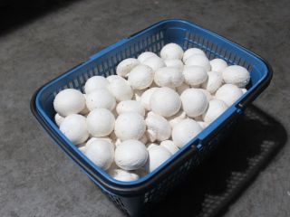 Opis Fresh Champignon Mushroom Numer modelu Champignon Mushroom Specyfikacja