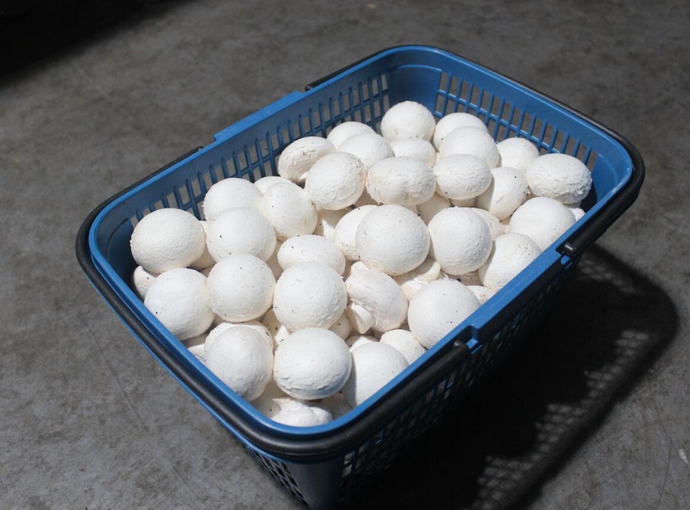 Opis Fresh Champignon Mushroom Numer modelu Champignon Mushroom Specyfikacja 4-6 cm Opakowanie 200 g / opakowanie, 6 kg / pudełko; lub jako wymagania klientów