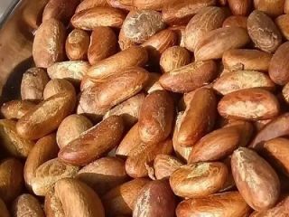 Typ: gorzka kola Orzechy (Garcinia Kola) Białko surowe (NX