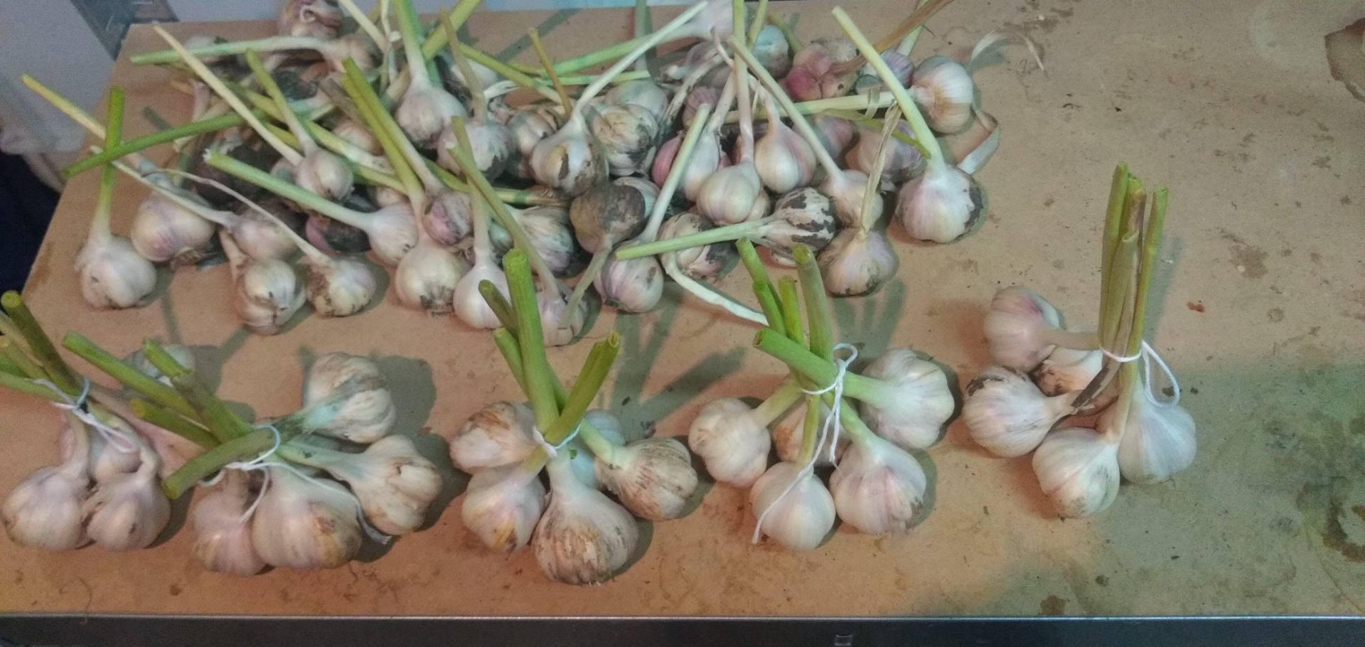 Mam do zaoferowania czosnek wiosenny Jarus z mojej ekologicznej plantacji bez nawozów sztucznych