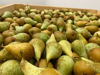 we sell Limonera / Jules Guyot (60-80 mm) and